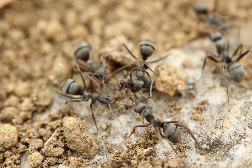Close-up of black ants gathering on dry soil near a home foundation