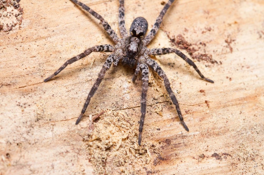 Gray wolf spider resting on a piece of weathered wood