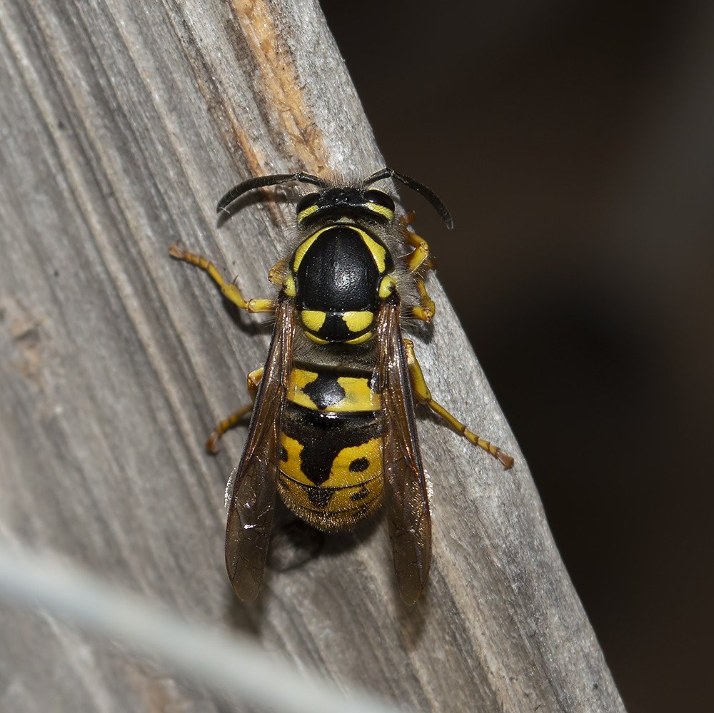 Yellow jacket with black and yellow stripes resting on a weathered wooden board